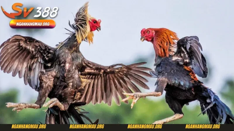 Bí kíp chơi kèo đá gà trên mạng cực kỳ hiệu quả