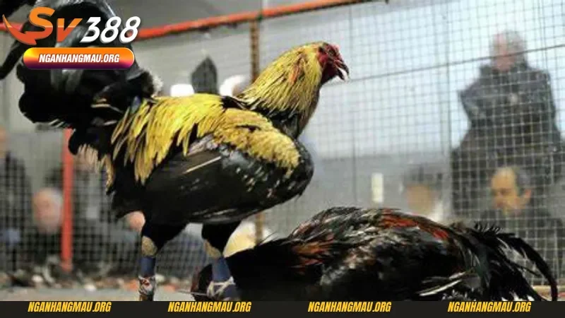 Các bước tham gia đá gà cựa dao Sv388 cho người mới nhập môn 