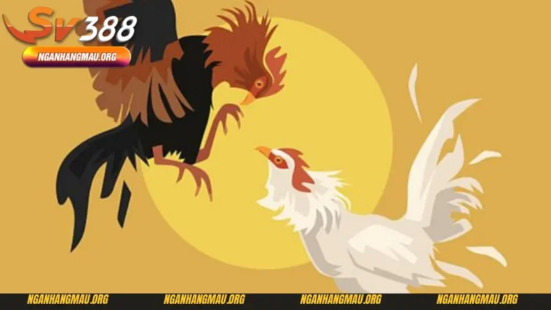 Cách chơi đá gà Thái Lan tại Sv388
