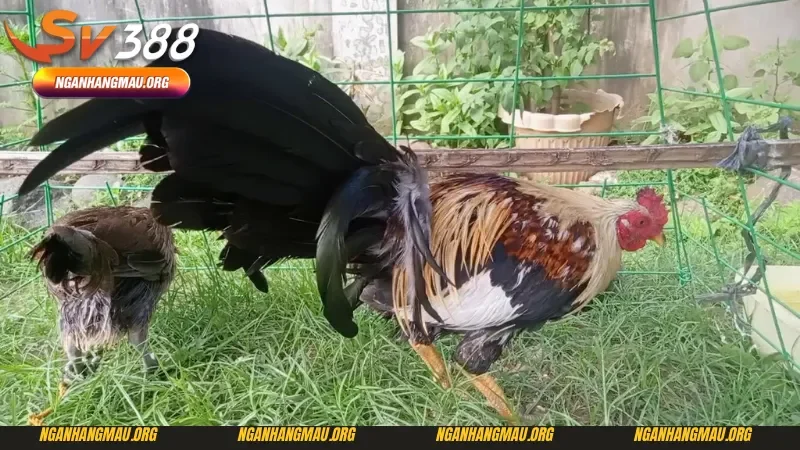 Cách nuôi gà đá cựa sắt bằng chế độ ăn hợp lý