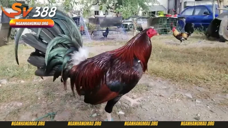 Cách nuôi gà đá cựa sắt bằng chế độ vần hơi