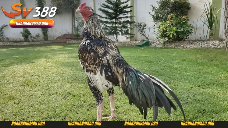 Cách nuôi gà đá cựa sắt thông qua chăm sóc và luyện tập