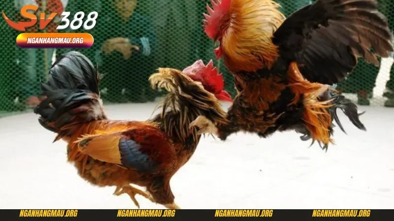Cách tham gia và đặt cược đá gà Philippines tại Sv388