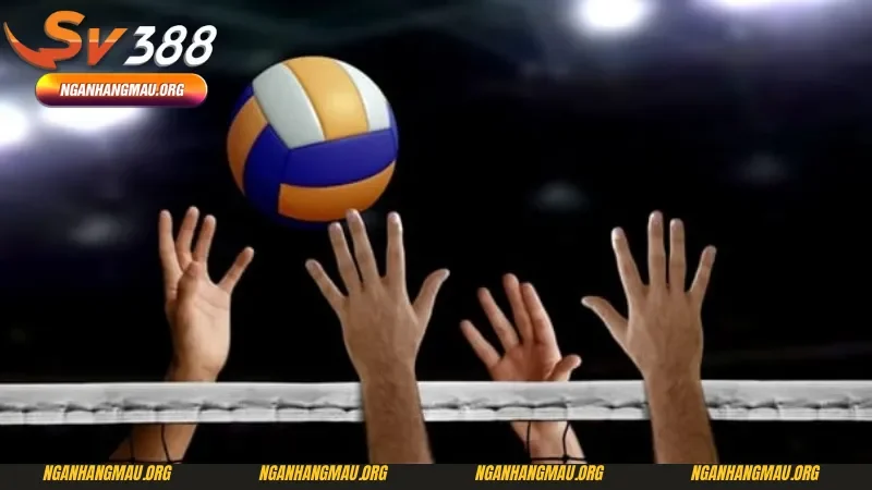 Chi tiết các mẹo cá cược bóng chuyền cực chuẩn đến từ các cao thủ