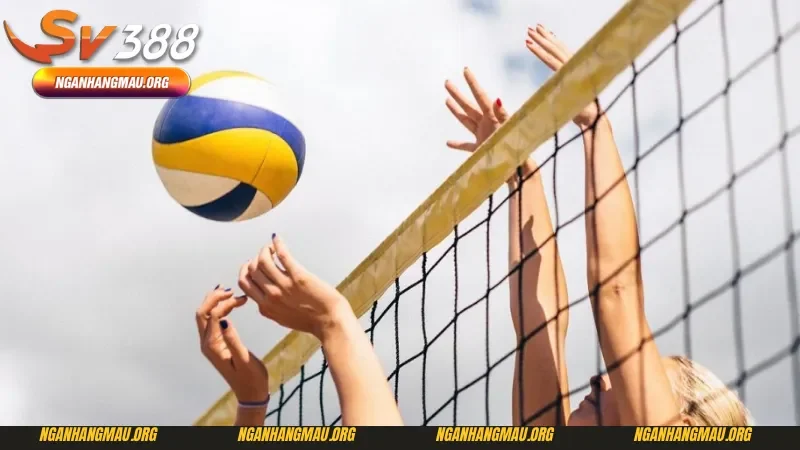 Chi tiết về luật và mẹo cá cược bóng chuyền chuẩn xác