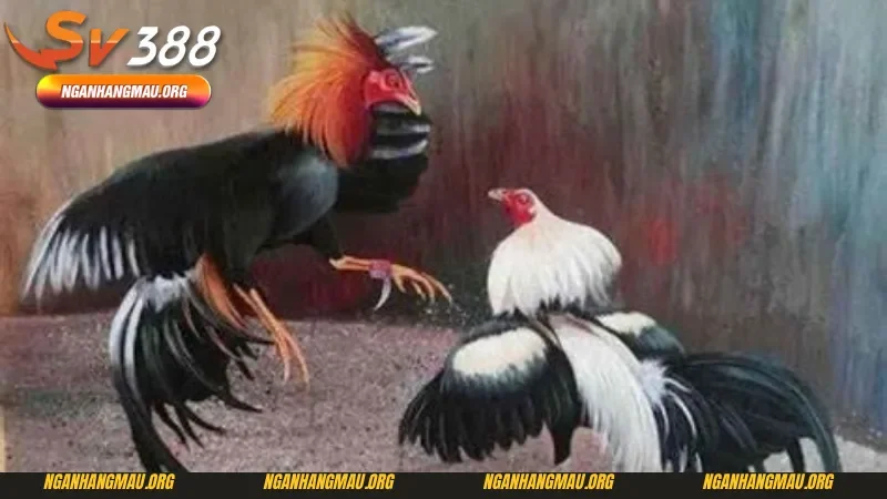 Chú ý về cách nuôi gà đá cựa sắt mà bạn phải biết