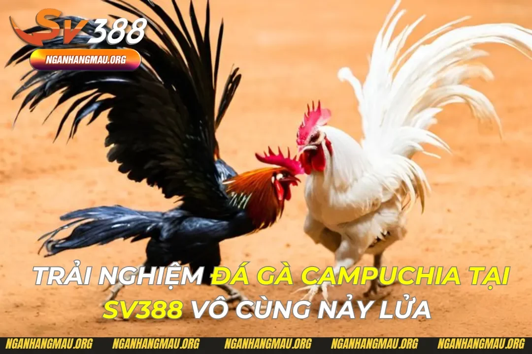 đá gà campuchia tại sv388
