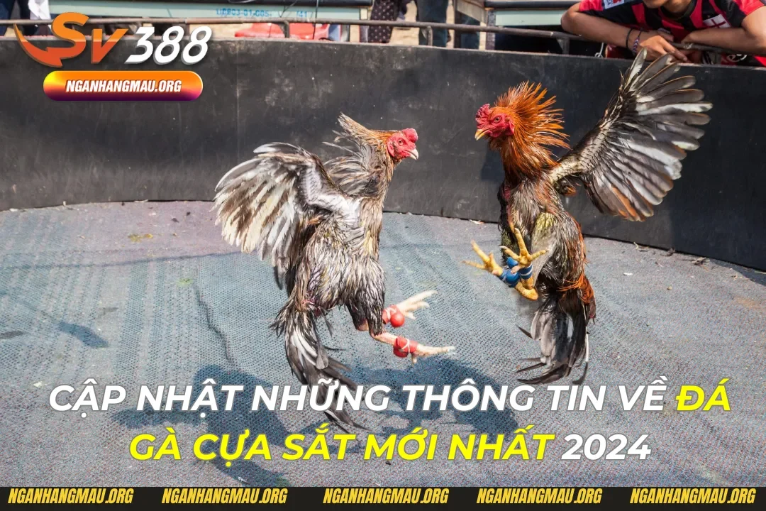 Đá Gà Cựa Sắt Mới Nhất