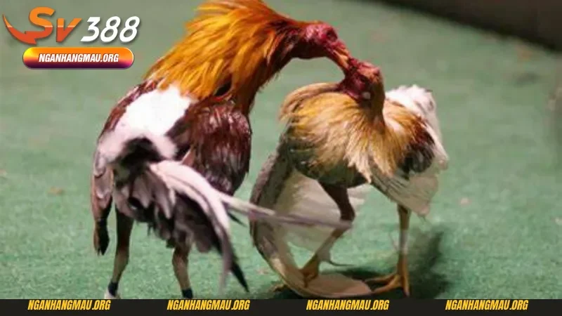 Điều tạo nên sức hút tại đá gà campuchia tại Sv388