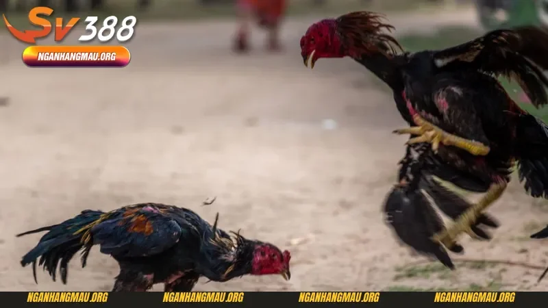 Đôi nét về đá gà cựa dao Sv388 