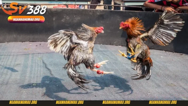 Đôi nét về đá gà cựa sắt mới nhất 