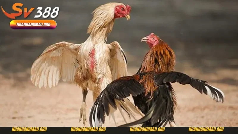 Dự đoán những điều thay đổi trong tương lai của đá gà cựa sắt mới nhất