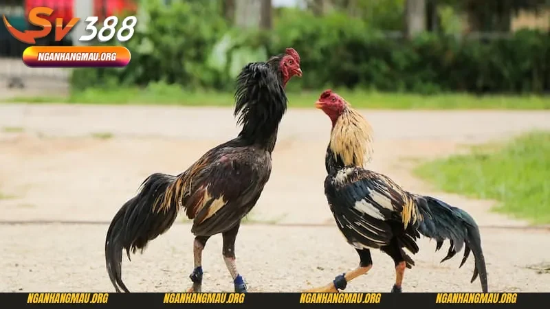 Giải đấu đá gà cựa sắt mới nhất tại các khu vực 