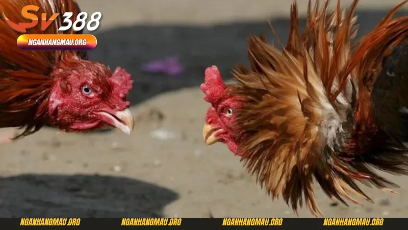 Hiểu quy trình chọi gà cũng là kỹ thuật đá gà Thomo dành cho người mới