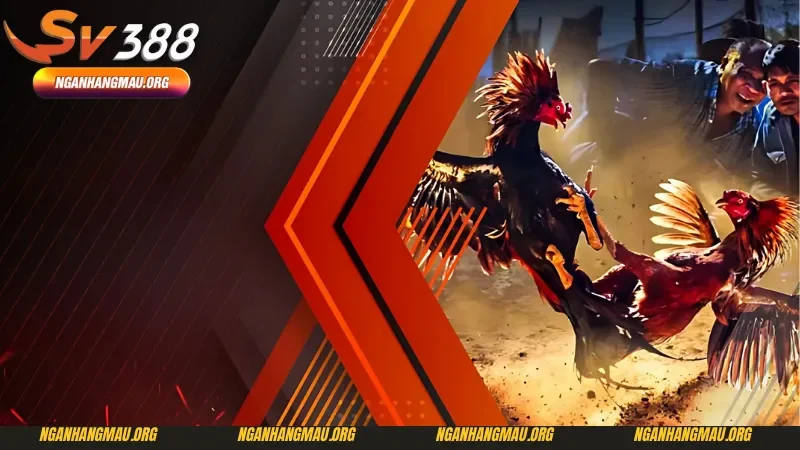 Hướng dẫn tham gia cược đá gà dễ dàng tại SV388