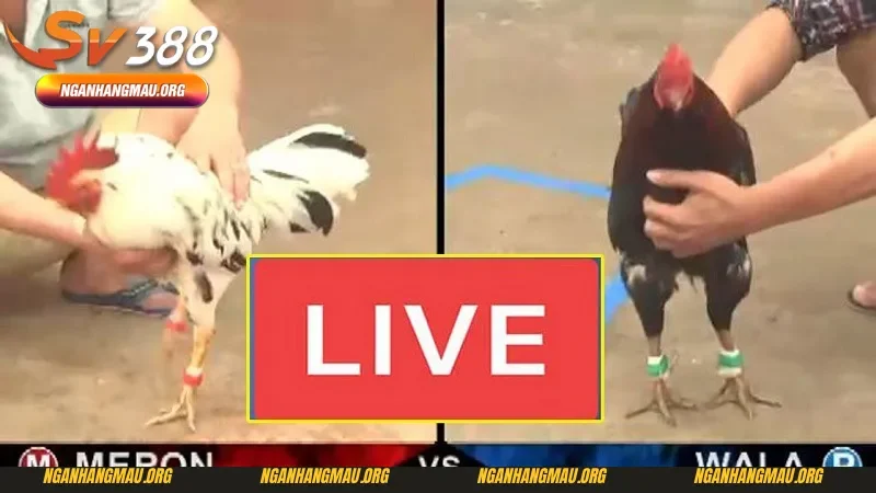 Kèo đá gà trên mạng - Chọn gà đá có tiềm năng