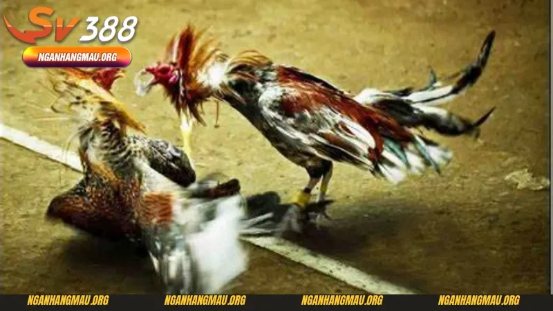 Kỹ thuật chọn gà đá chuẩn trong đá gà cựa dao Sv388 