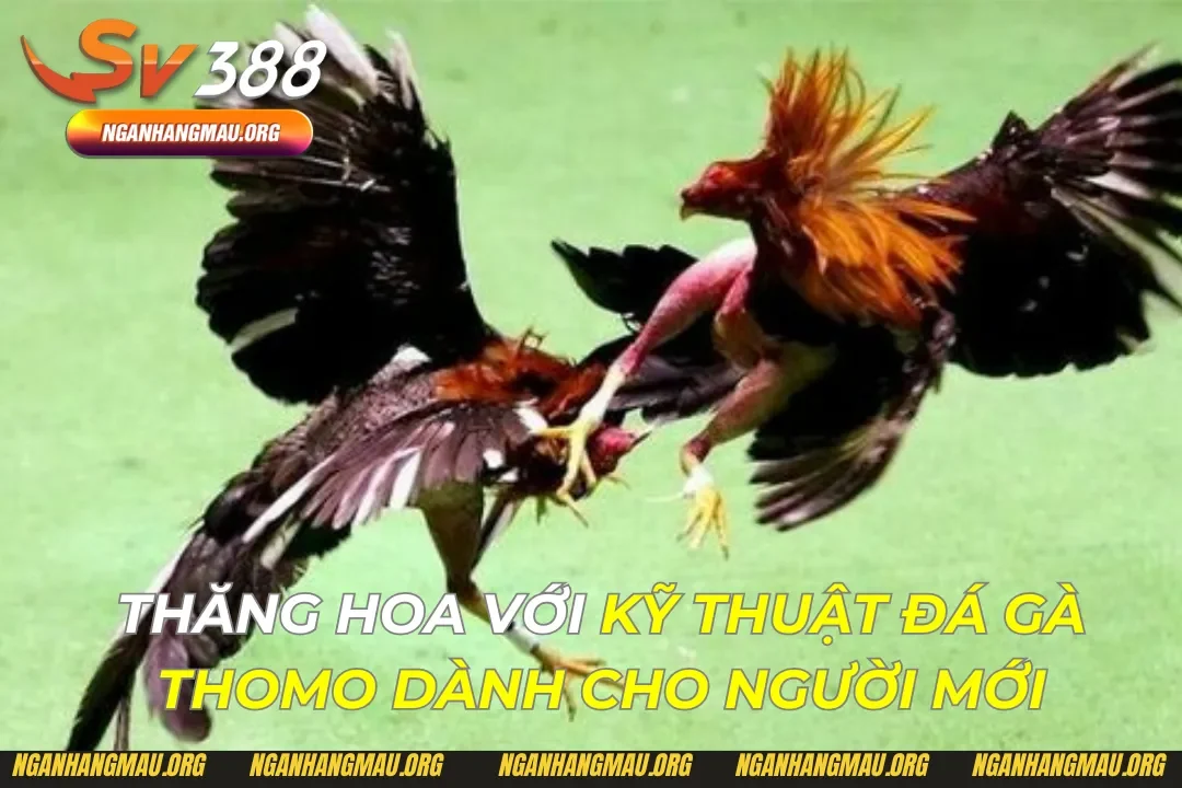 Kỹ Thuật Đá Gà Thomo