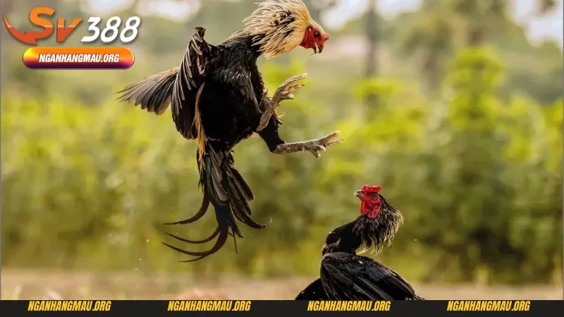 Lựa chọn giống gà để đá gà cựa sắt mới nhất 