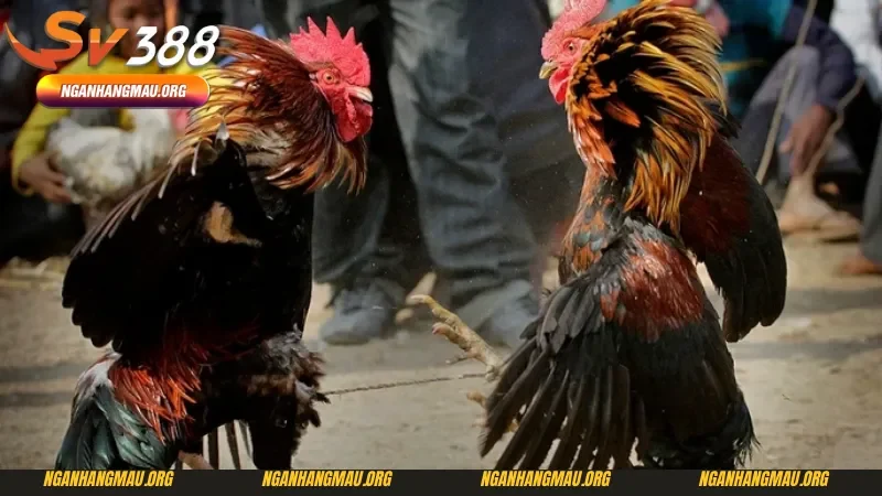 Luật đá gà miền Bắc - Cửa cược chênh lệch về điểm 