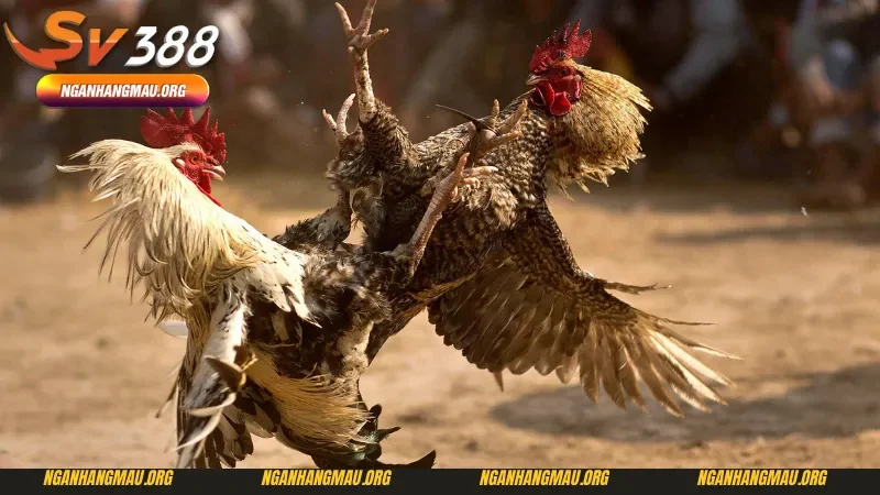 Luật đá gà miền Bắc - Phân loại hàng cân 