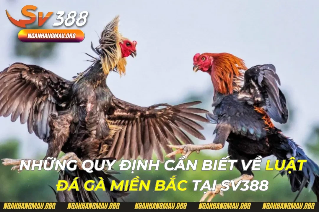 Luật Đá Gà Miền Bắc