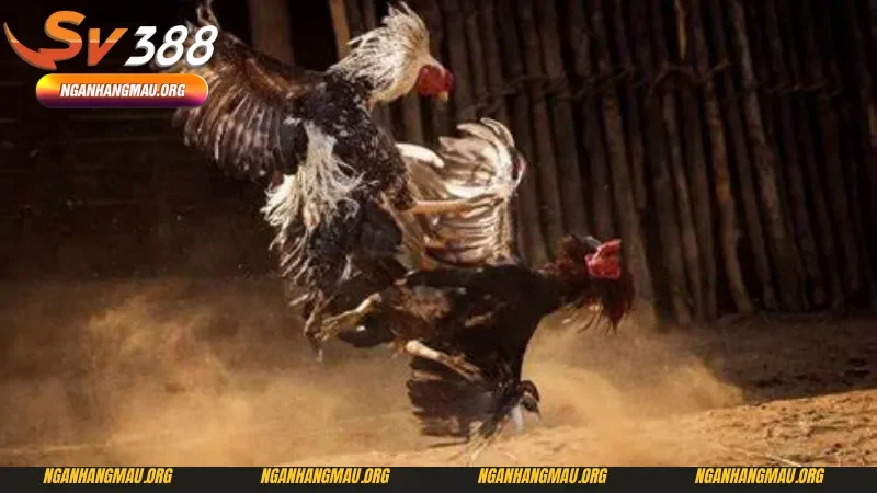 Mẹo chơi đá gà Thái Lan tại Sv388