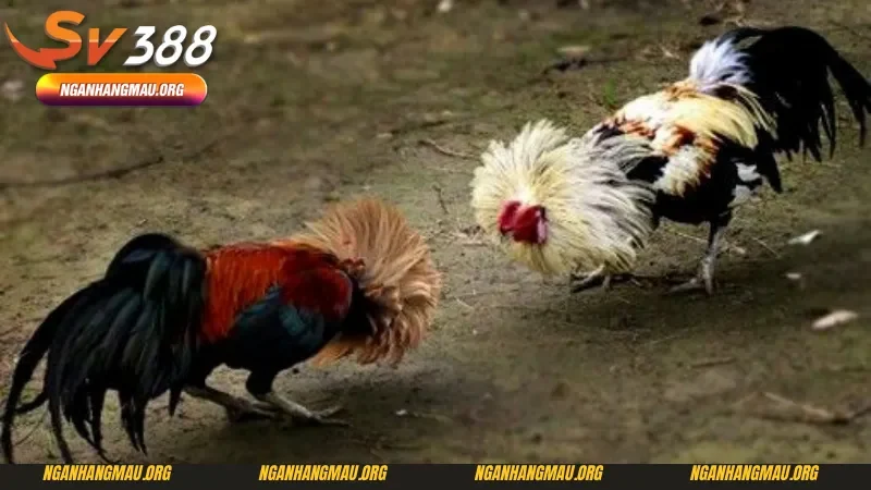 Một vài sai lầm trong kỹ thuật đá gà Thomo dành cho người mới