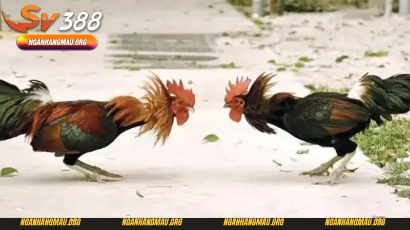 Nắm chắc thông tin đá gà Thomo - Kỹ thuật đá gà Thomo dành cho người mới