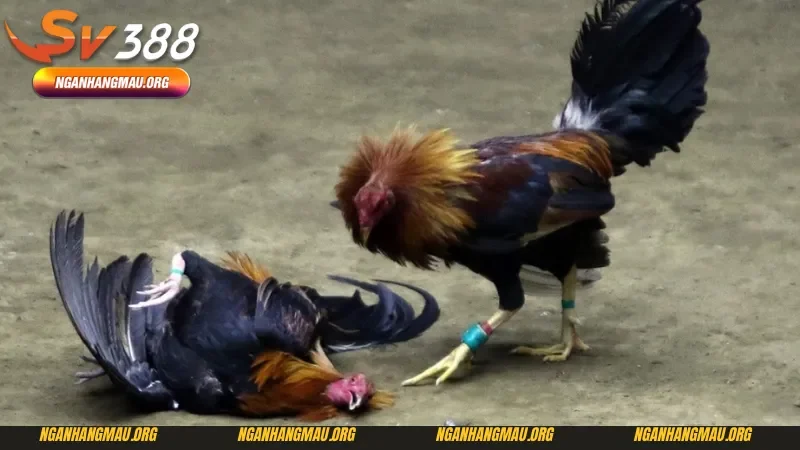 Những bí kíp giúp người chơi chiến thắng ki cược gà nòi đá bên Thomo