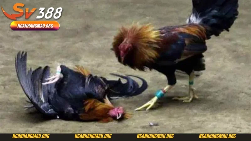 Những chiến thuật chơi đá gà cựa dao Sv388 bao thắng 