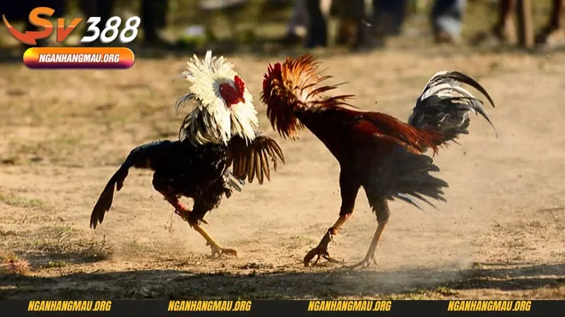 Những thông tin cơ bản về luật đá gà miền Bắc 