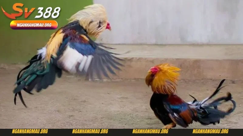 Rèn luyện kỹ thuật đá gà Thomo dành cho người mới