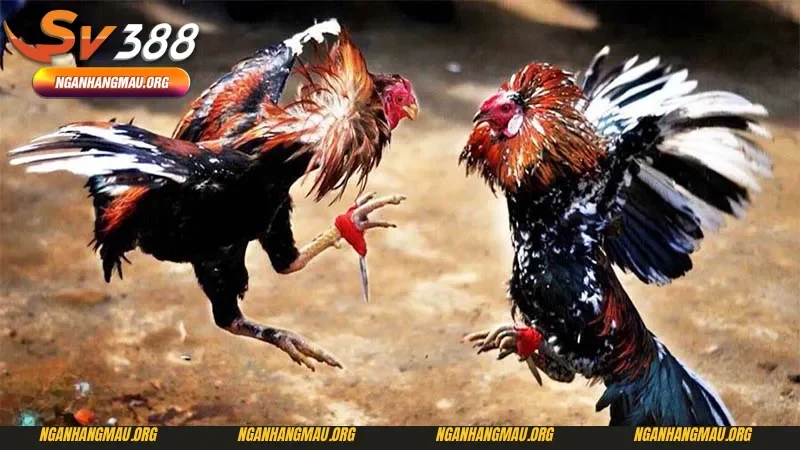 Sơ lược về gà nòi đá bên Thomo