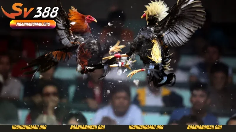 Sơ lược về kèo đá gà trên mạng