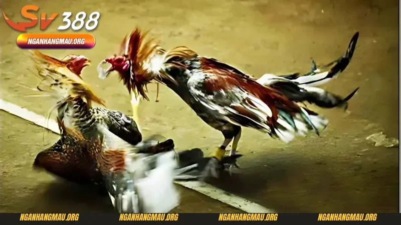 Thông tin cơ bản về đá gà campuchia tại Sv388