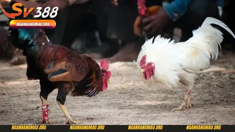 Tiêu chí chọn gà nòi đá bên Thomo qua chân gà 