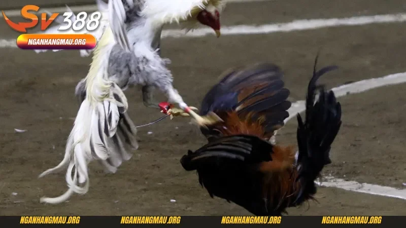 Tính cách và khả năng chiến đấu của gà nòi đá bên Thomo