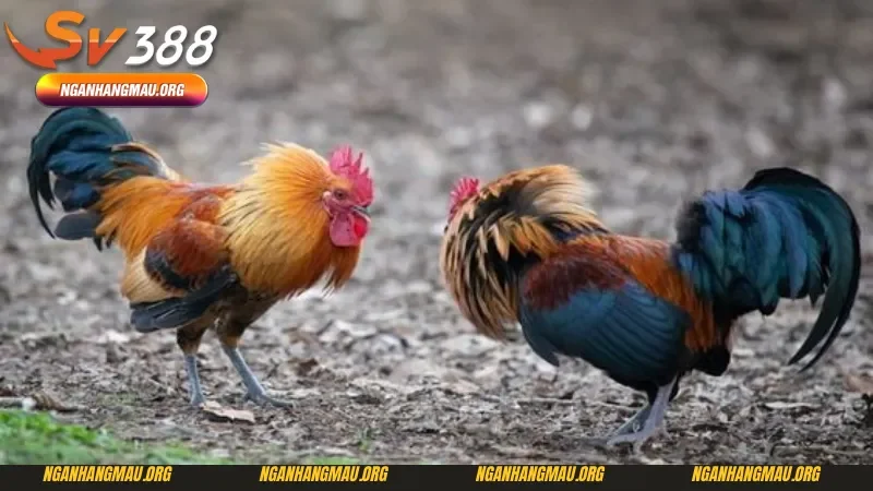 Tỷ lệ cược trong đá gà Thái Lan tại Sv388