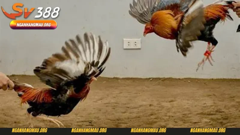 Ưu điểm của đá gà Thái Lan tại Sv388